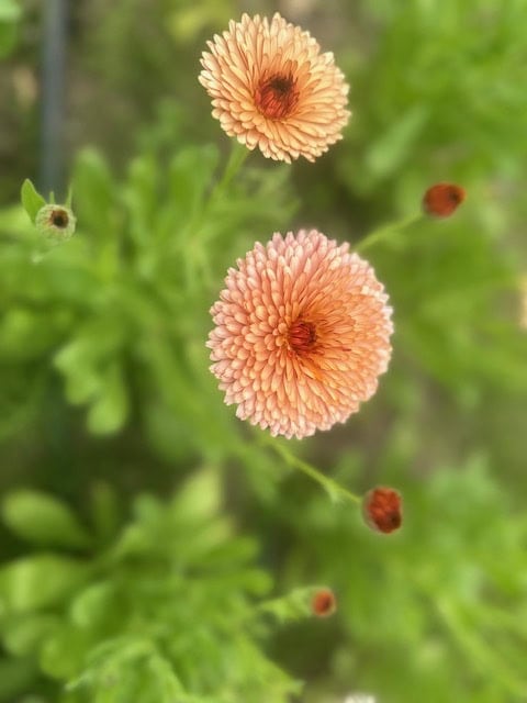 Alaska Seeds Seeds for Northern Gardens