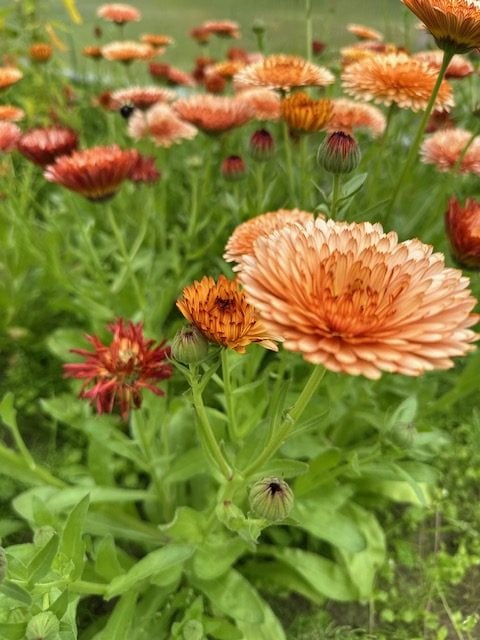 Calendula Orange Flash: A sunset in every bloom