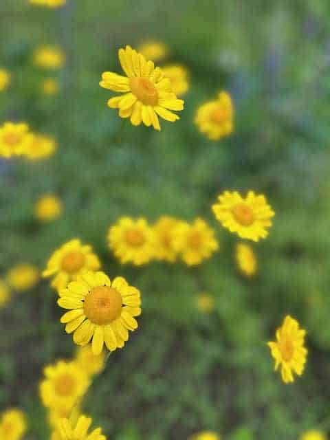 Kelway Chamomile (Anthemis tinctoria) Dyer's Chamomile - Image 4