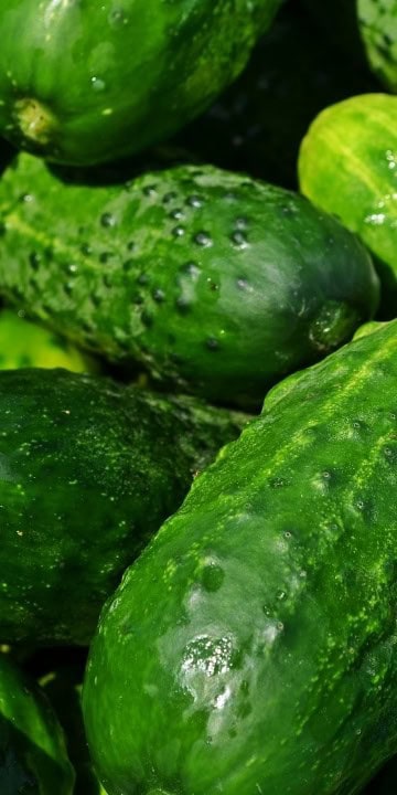 Cucumber Seed Spacemaster (Cucumis sativus) The cucumber you can grow outside in Alaska - Image 5