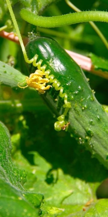 Cucumber Seed Spacemaster (Cucumis sativus) The cucumber you can grow outside in Alaska - Image 4