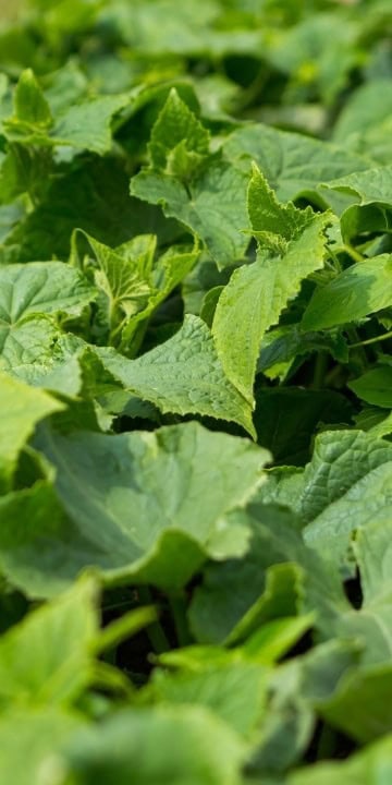 Cucumber Seed Spacemaster (Cucumis sativus) The cucumber you can grow outside in Alaska - Image 3