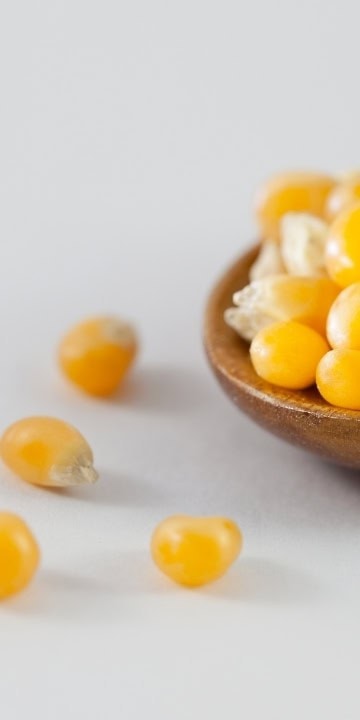 Popcorn Seed Tom Thumb (Zea mays) Corn that grows outside in Alaska without plastic - Image 5