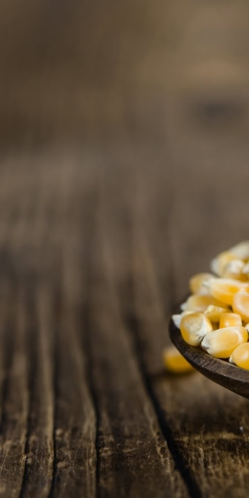 Popcorn Seed Tom Thumb (Zea mays) Corn that grows outside in Alaska without plastic - Image 4