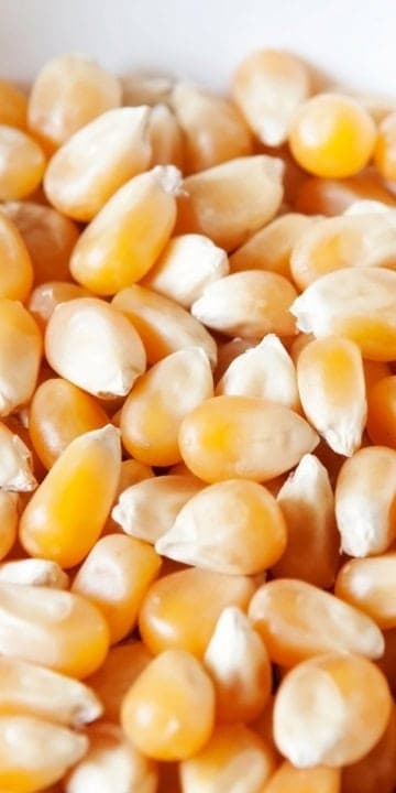 Popcorn Seed Tom Thumb (Zea mays) Corn that grows outside in Alaska without plastic - Image 3