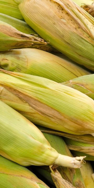 Popcorn Seed Tom Thumb (Zea mays) Corn that grows outside in Alaska without plastic - Image 2