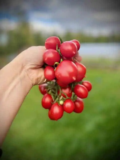 Growing Tomatoes in Alaska In Person Plants & Sets Included