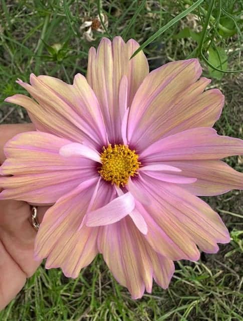 Cosmos Apricotta (Cosmos bipinnatus)