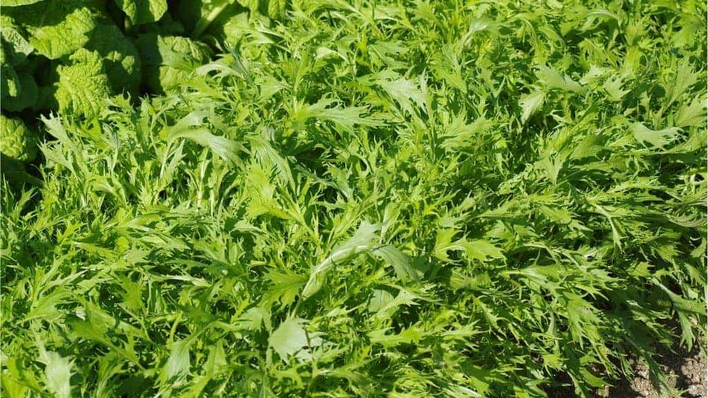 Close-up of fresh Mizuna and Wasabi Arugula leaves with delicate serrated edges and vibrant green foliage, featured in our Spicy Greens Seed Blend.
