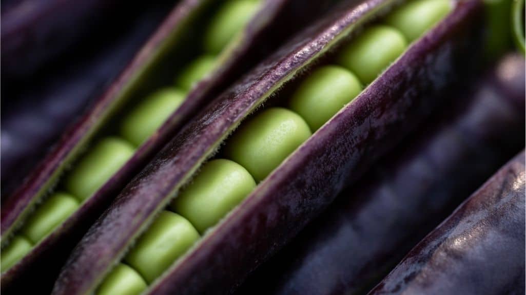 Deep purple Sugar Magnolia snap peas showing their colorful edible pods and fresh garden texture.