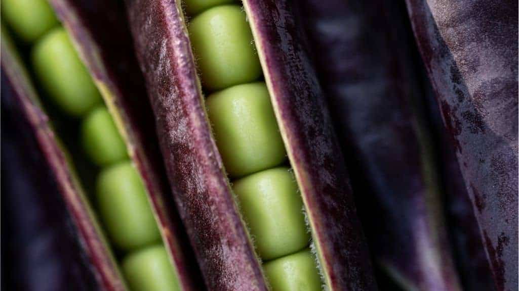 Deep purple Sugar Magnolia snap peas showing their colorful edible pods and fresh garden texture.