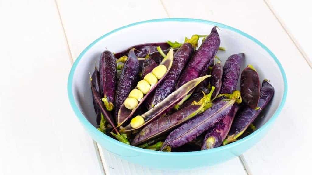 Deep purple Sugar Magnolia snap peas showing their colorful edible pods and fresh garden texture.
