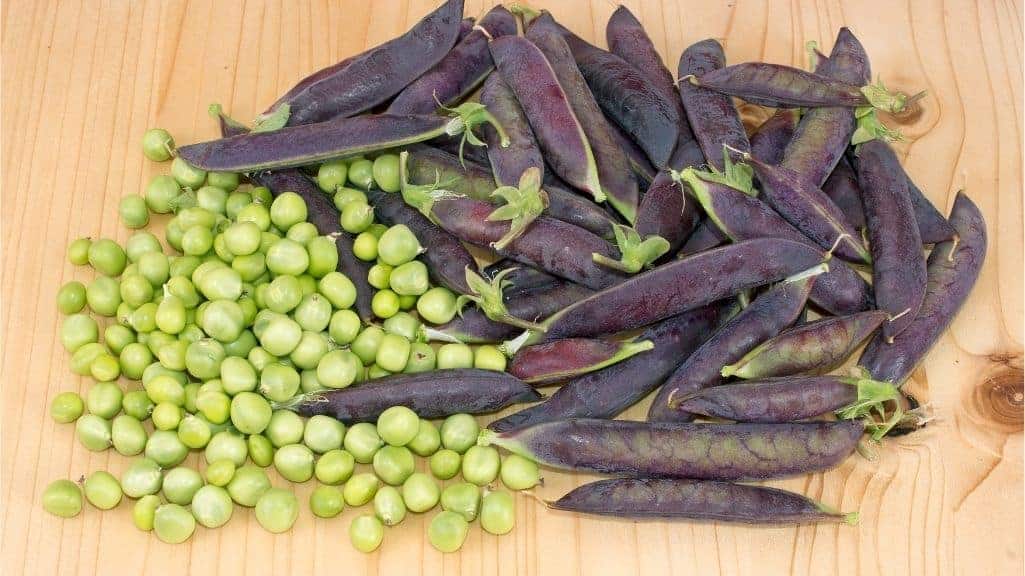 Deep purple Sugar Magnolia snap peas showing their colorful edible pods and fresh garden texture.