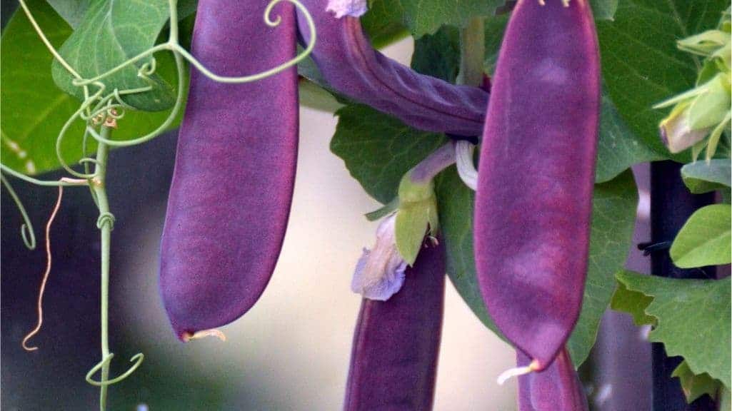 Deep purple Sugar Magnolia snap peas showing their colorful edible pods and fresh garden texture.