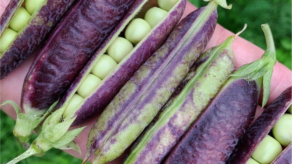 Deep purple Sugar Magnolia snap peas showing their colorful edible pods and fresh garden texture.