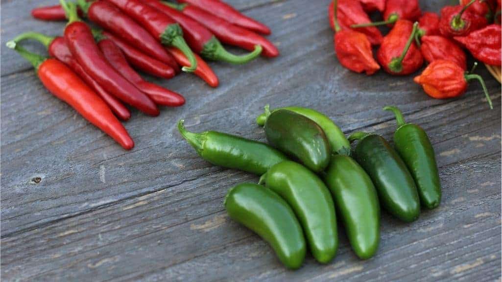 Close-up of red Cayenne and green Jalapeño peppers included in our hot pepper seed blend from Seeds and Soil Farm.