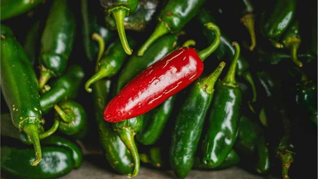 Close-up of red Cayenne and green Jalapeño peppers included in our hot pepper seed blend from Seeds and Soil Farm.
