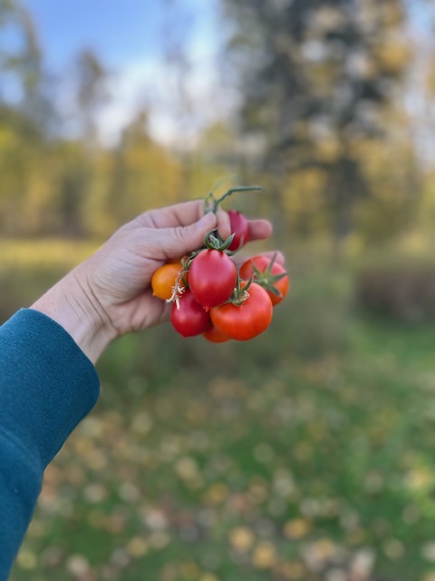 Growing Tomatoes in Alaska In Person Plants & Sets Included - Image 2