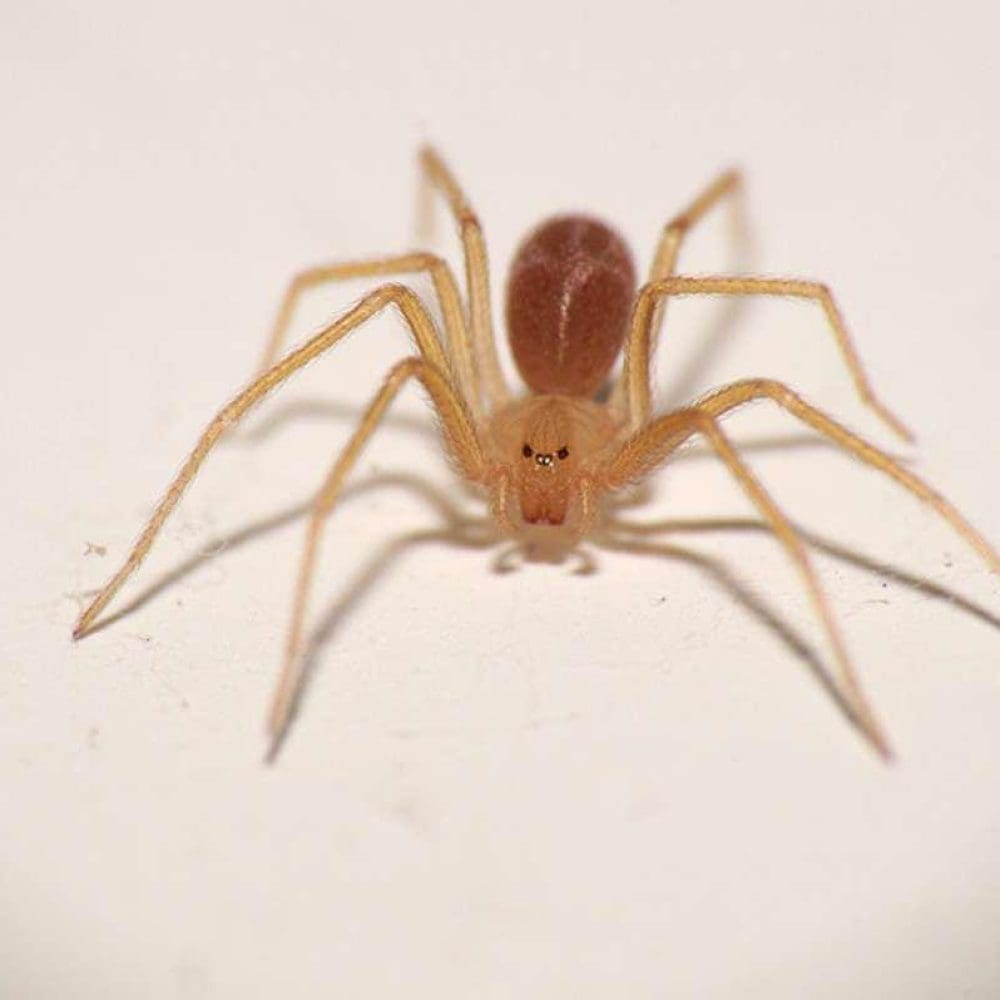 Araignée violoniste Harnais de araignée phobia, insecte sinistre, contrôle des insectes, extermination de parasites, services de lutte antiparasitaire SOS Extermination.