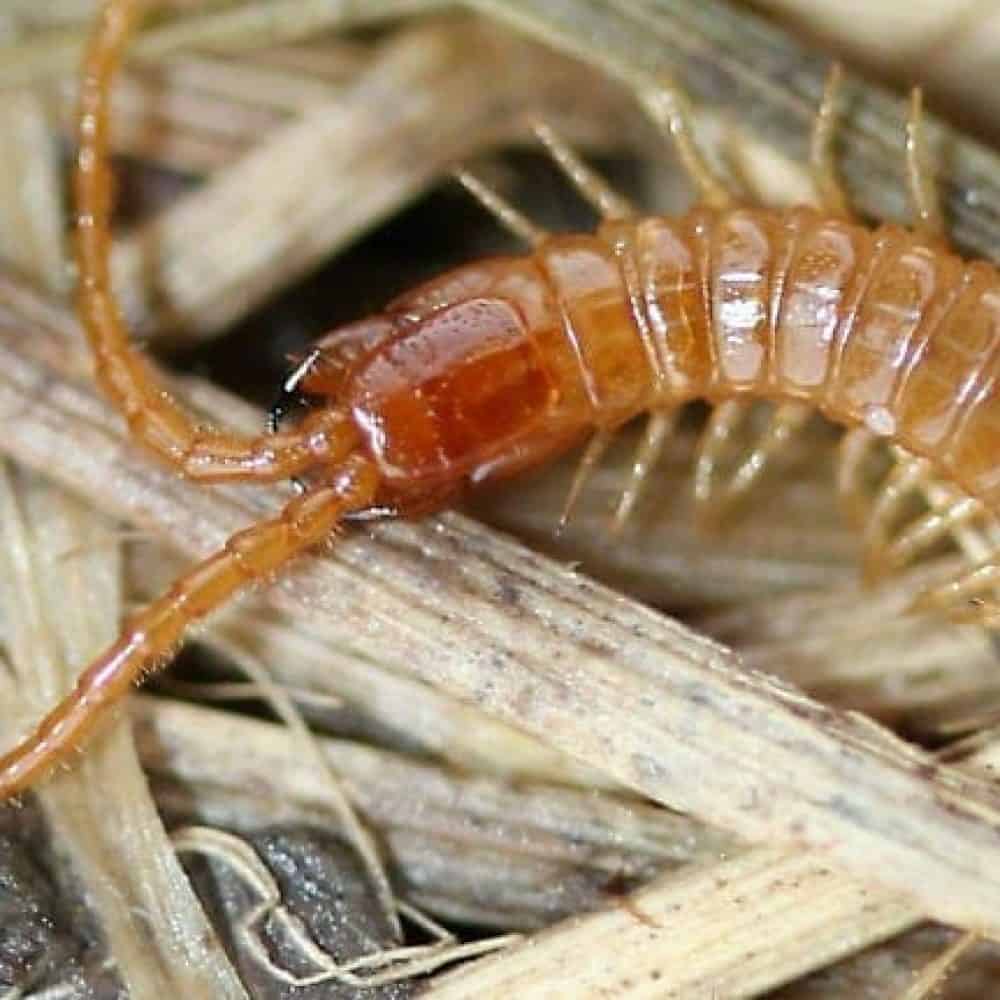 Geophilomorphes : Plomberie ou traitement antiparasitaire contre les larves de termites ou insectes nuisibles, avec une image d'un insecte nuisible en gros plan.