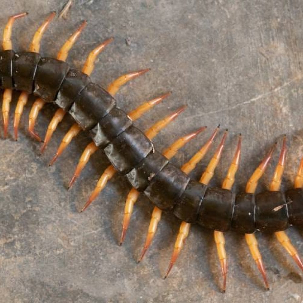 Le Mille-pattes géant du désert Reptile centipède, anti-parasitaire et contrôle des nuisibles, service d'extermination professionnel, solution pour éliminer les infestations de centipèdes avec SOS Extermination.