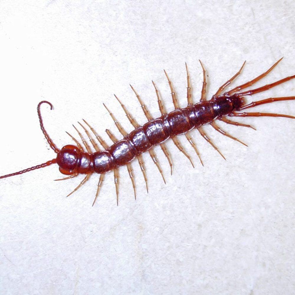 Scolopendromorphes - Un mille-pattes brun foncé avec de multiples pattes longues et minces, sur un fond clair.