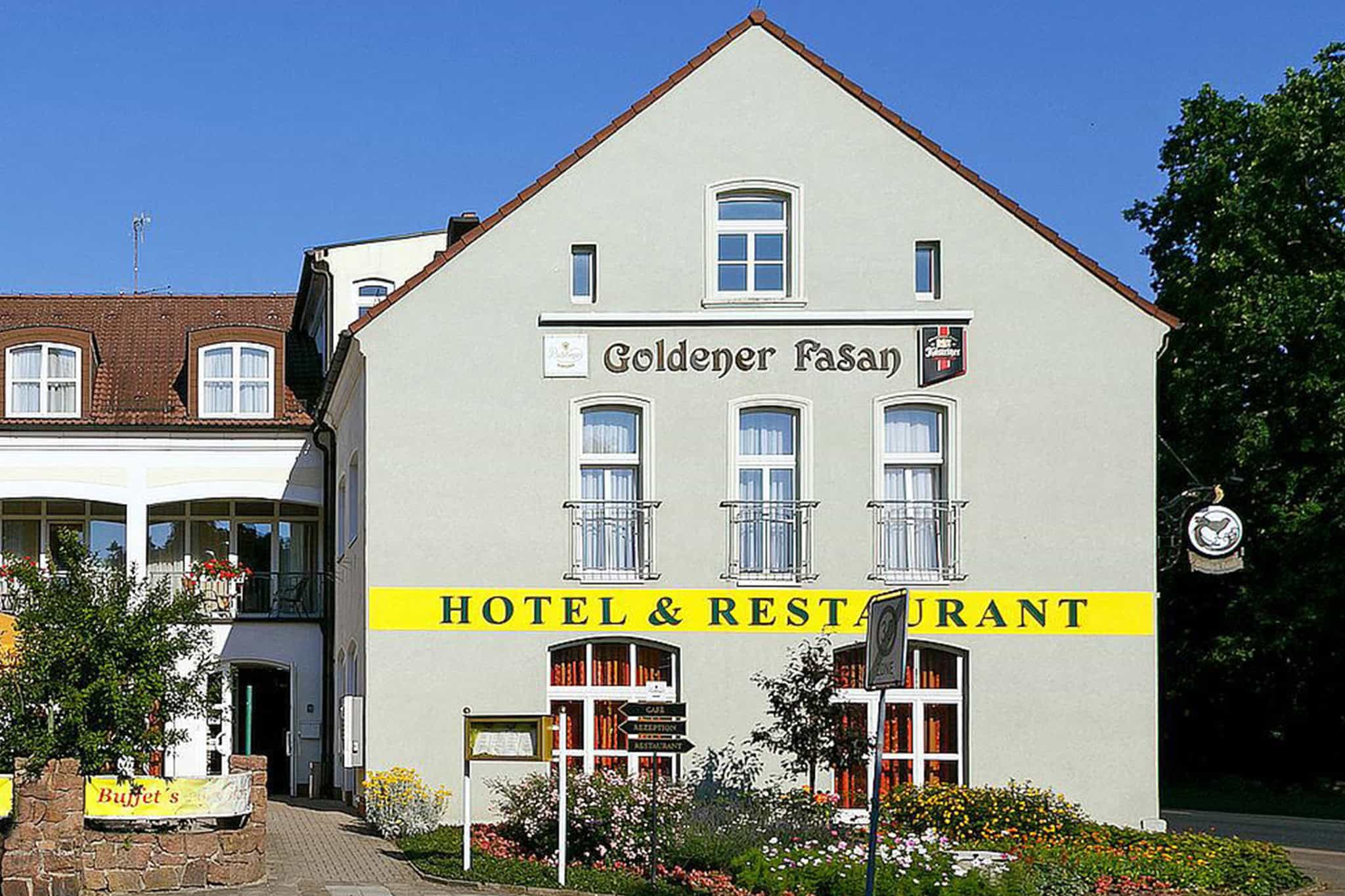 Goldener Fasan
