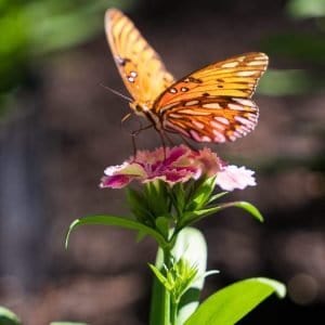 butterfly sitting on a petunia
