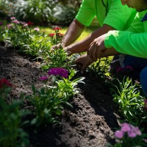 Superlative Service Workers Planting Flowers