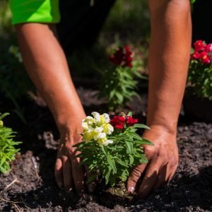 Superlative Service man planting snapdragon flower