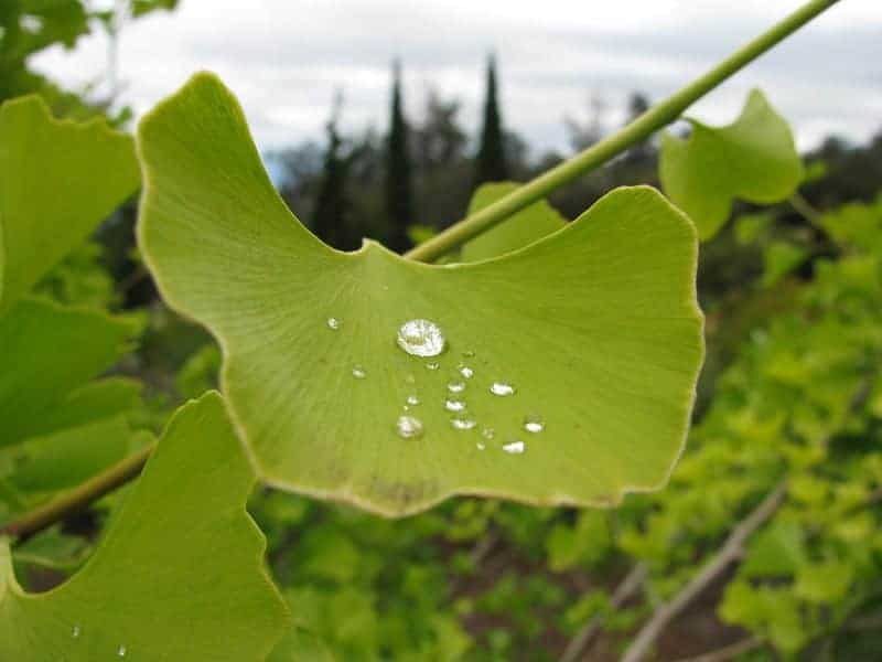 Ginkgo biloba