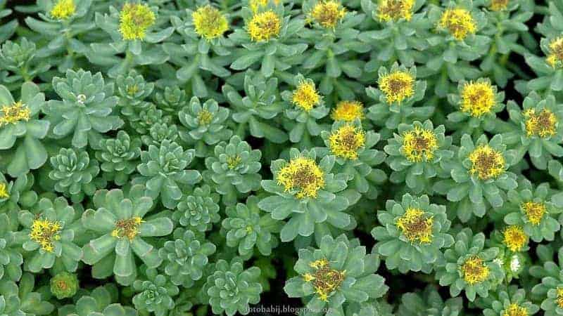 bergkristal, Rhodiola rosea