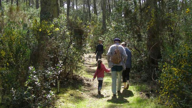 Piraillan, presqu'ile de Lège Cap Ferret, Bassin d'Arcachon