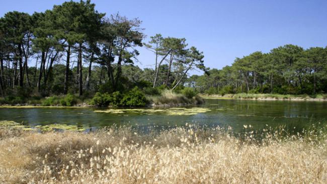 Piraillan, presqu'ile de Lège Cap Ferret, Bassin d'Arcachon