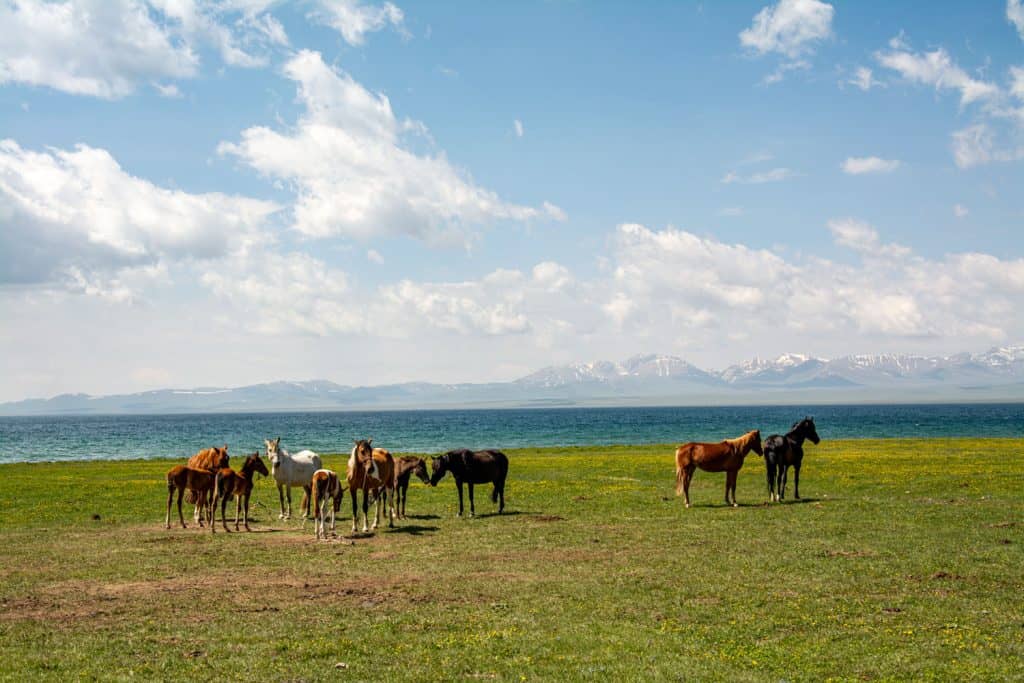 songkol_horsetrek_adventure_shepherd