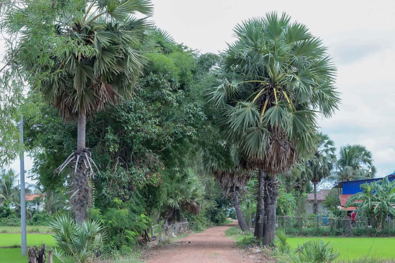 Cyclists riding through the authentic countryside of Cambodia and Thailand, passing rice fields, rural villages, local farms, and scenic backroads on a cross-border cycling adventure.