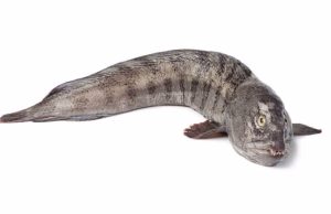 pesce lupo atlantico