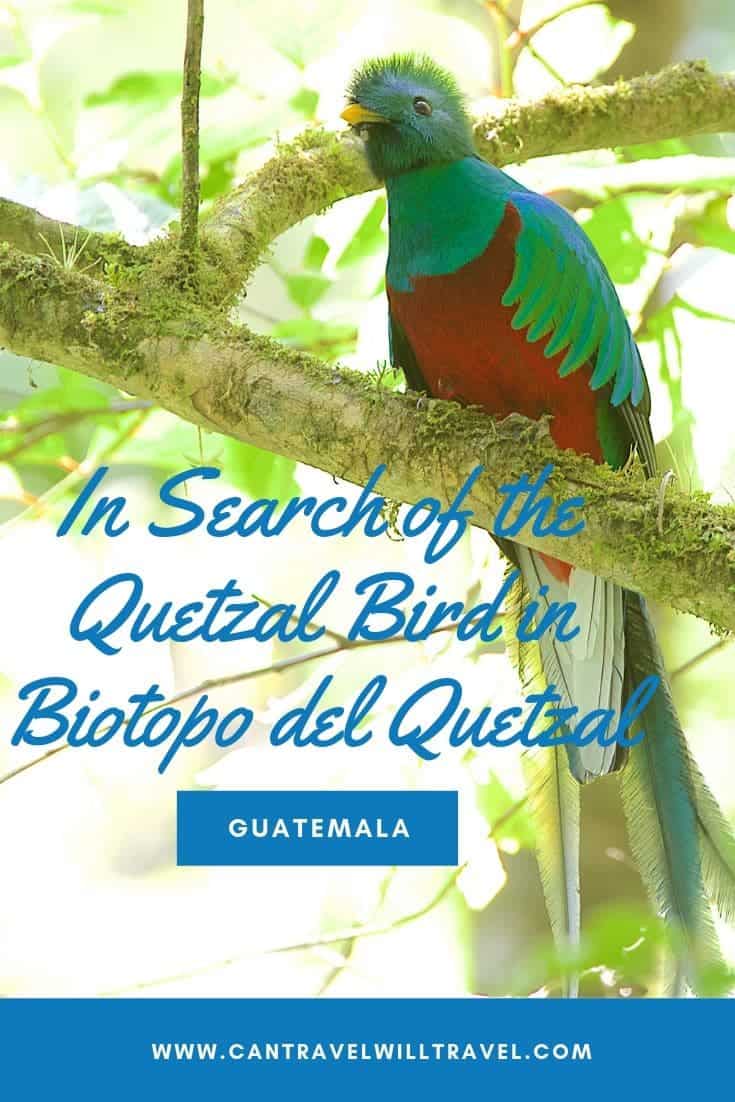 In Search of the Quetzal Bird in Biotopo del Quetzal in Guatemala
