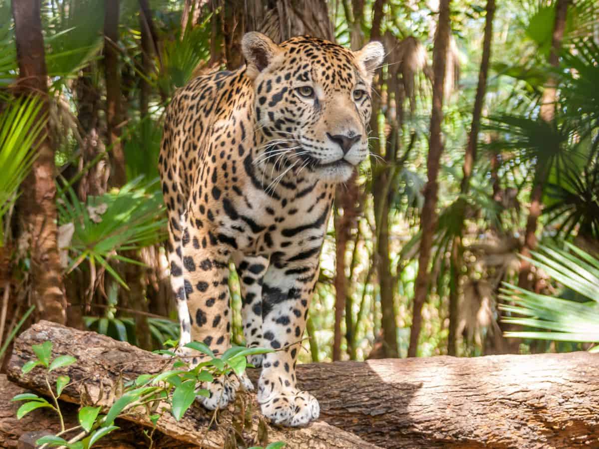 Jaguar in Cockscomb Basin Wildlife Sanctuary in Belize Jaguar in Cockscomb Basin Wildlife Sanctuary in Belize