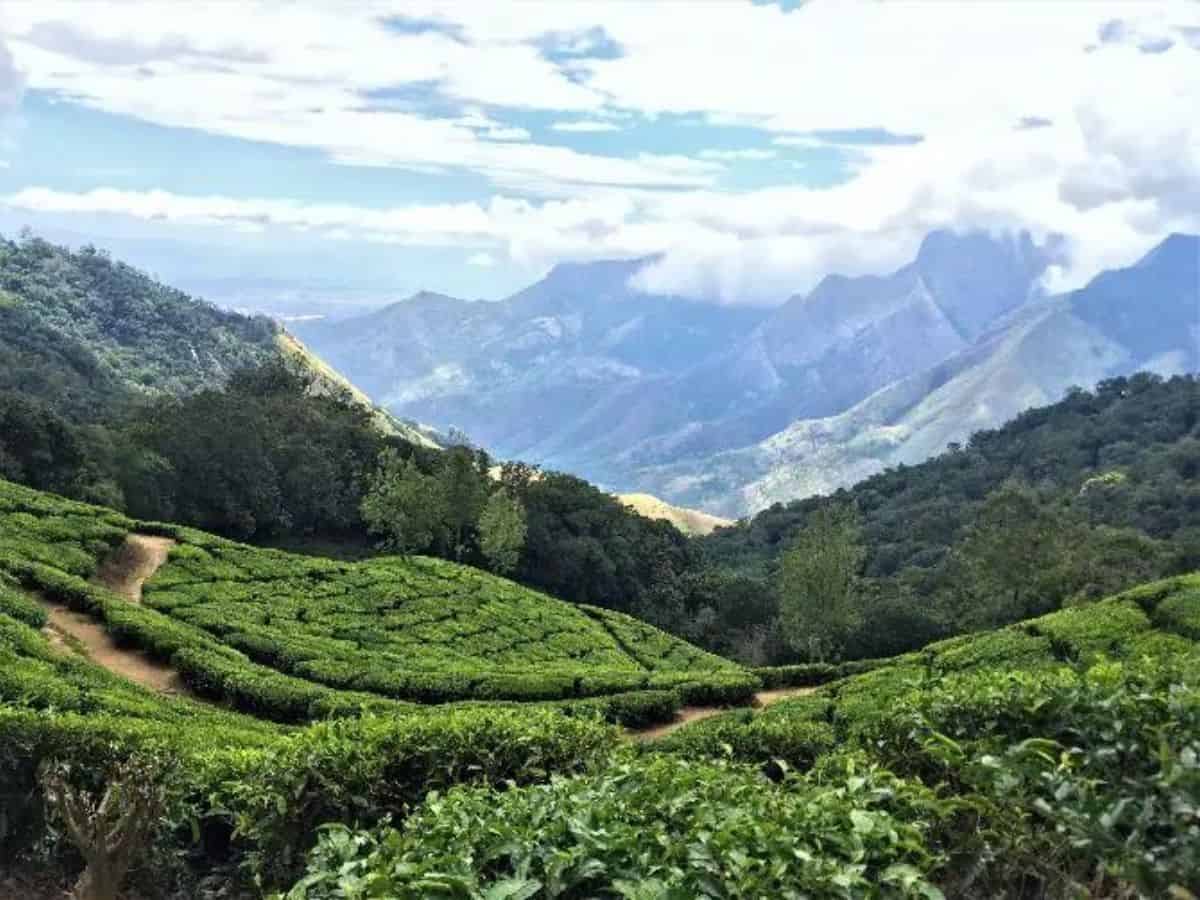 Top Station Munnar Kerala Looking down hill over a tea plantation with a massive valley and mountains in the background.