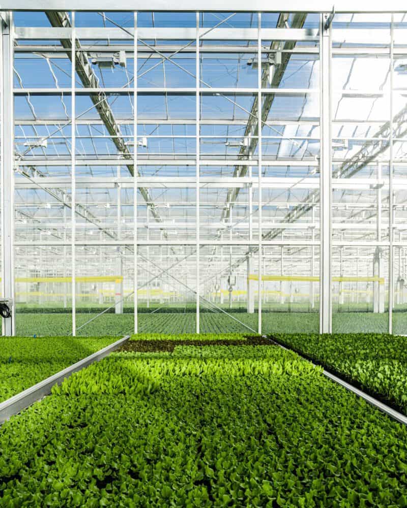 Fields of lettuce grow in an indoor hydroponic Gotham Greens greenhouse
