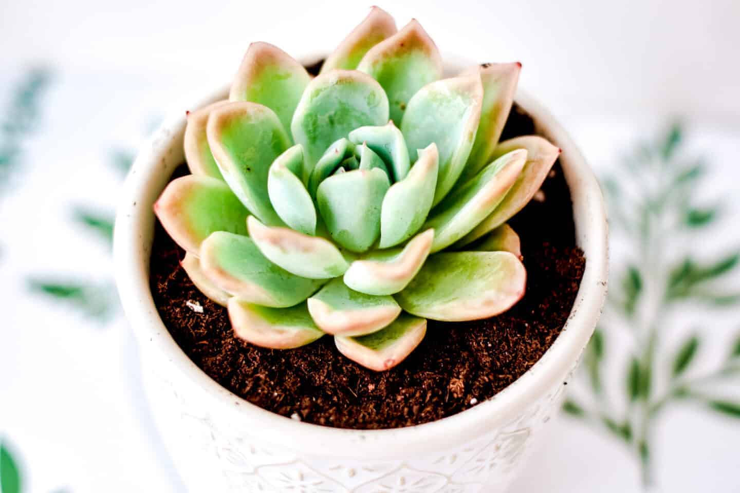close up of a succulent