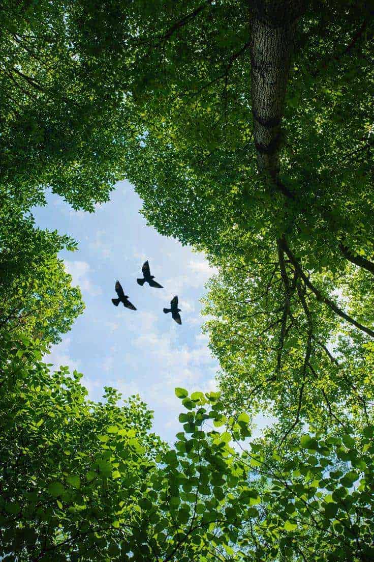 Karnala bird sanctuary forest canopy near Karjat