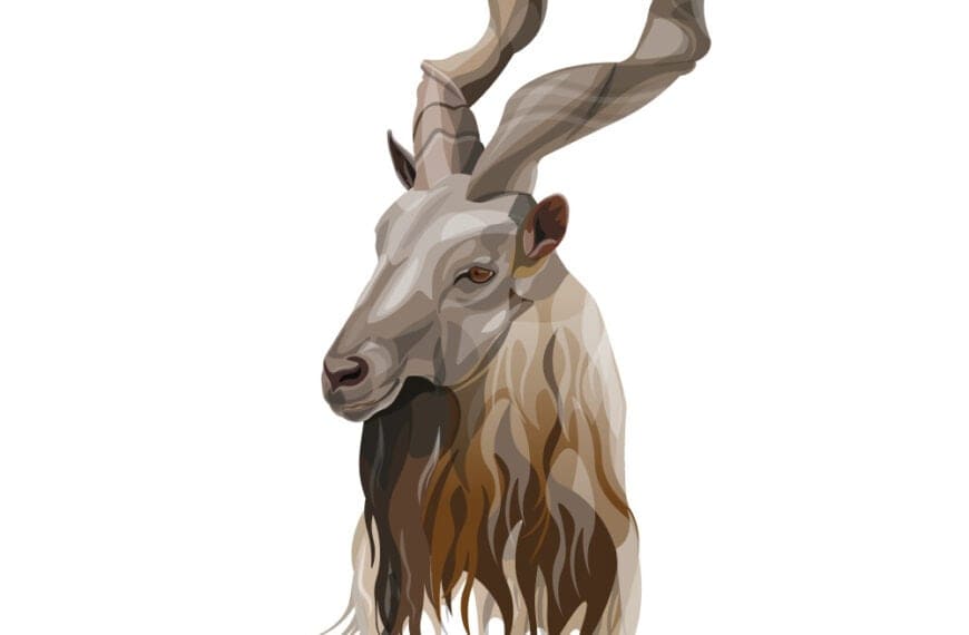 When Law Firms Go Full GOAT: The Rise and Fall of S.A.J. Legal’s Markhor Website