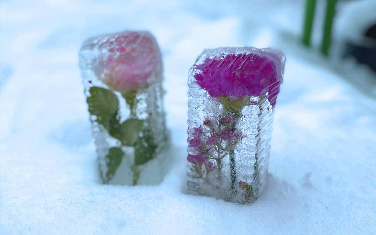 Frys dina blommor i våra tråg och njut av dem utomhus
