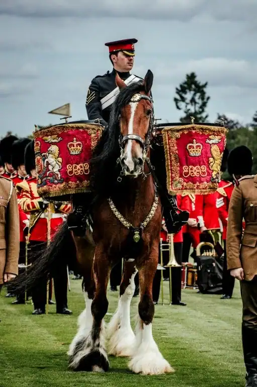 Drum horse on the Queens Ground at Guards Polo Club for the Cartier Queens Cup