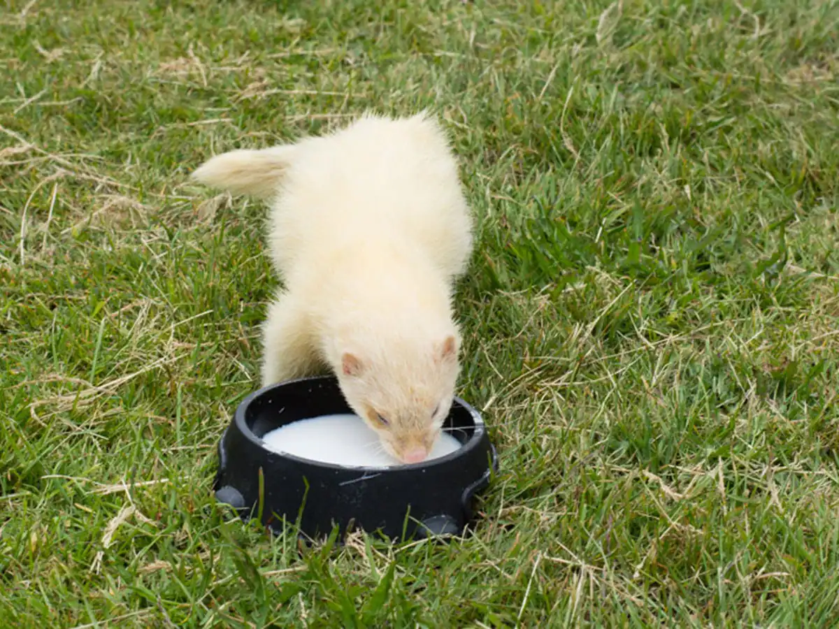 ferret drinking milk&nbsp;