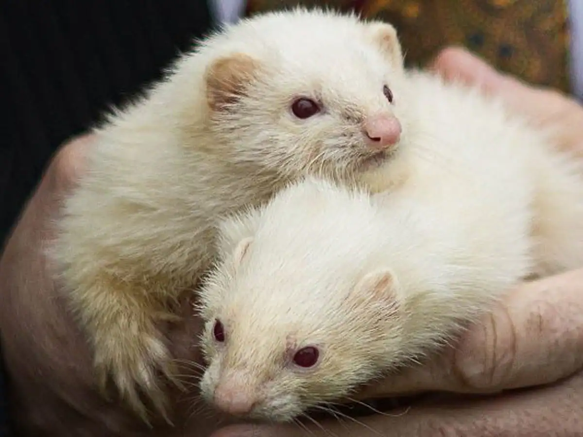 ferrets cuddled up together