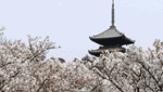 京都 地域ブランド・商標登録 全国ご当地名産品 vol.26-4