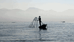業界のルール　小さな魚は獲らない！？